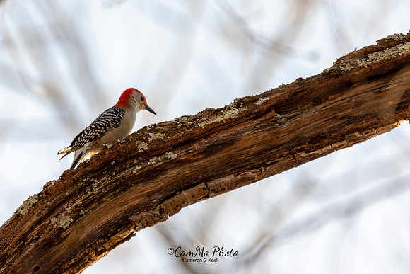 Woodpecker